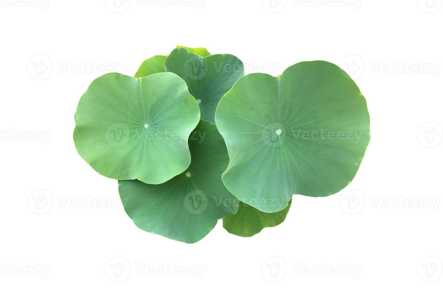 Isolated waterlily or lotus leaf with clipping paths. photo