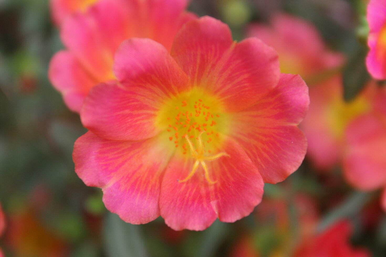 Portulaca oleracea common purslane, also known as verdolaga, red root, or pursley is an annual succulent in the family Portulacaceae. photo