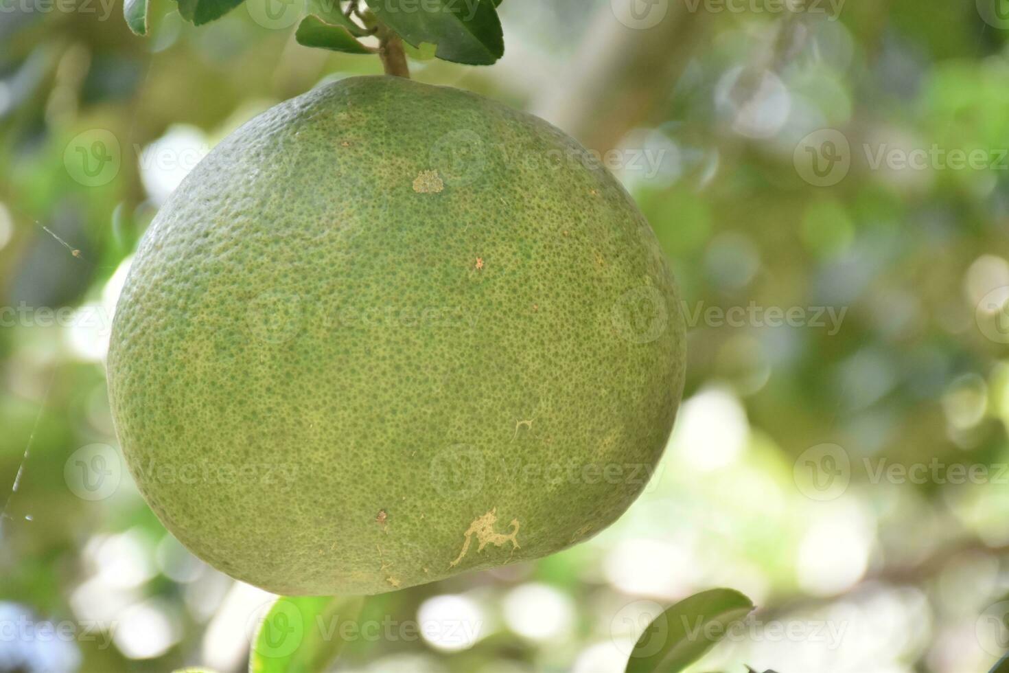Pomelo is a perennial fruit that has a round shape that is about the