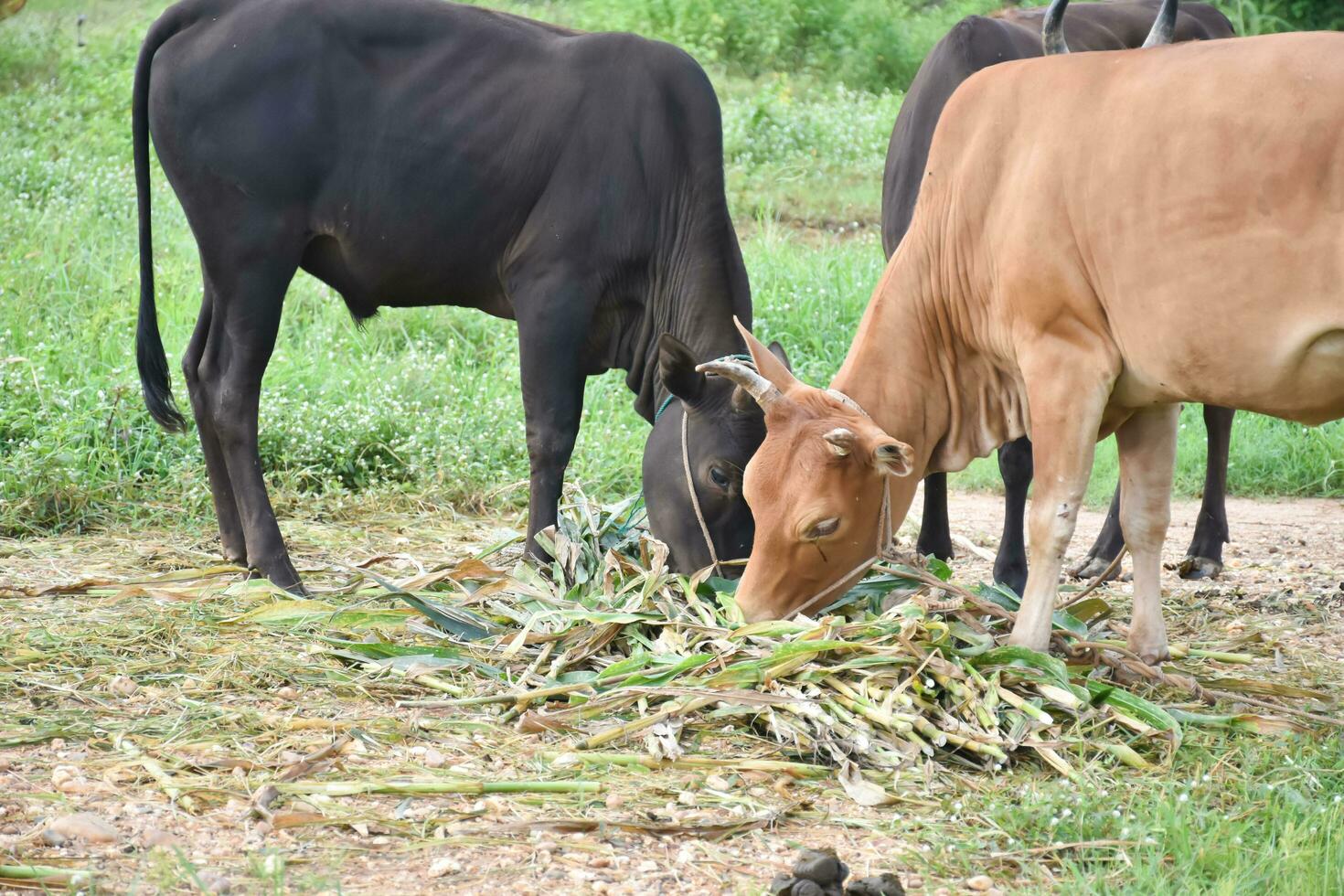 Domestic cows are eating corn plants and fresh grass pile which their owner put them on the ground. photo