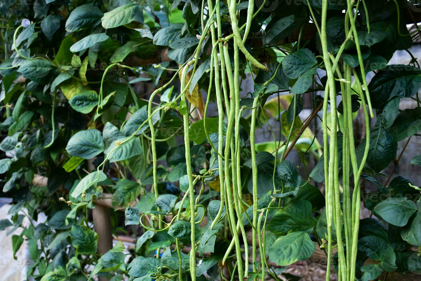 Yard long beans which Thailand local villagers planted near their house to eat at home. photo