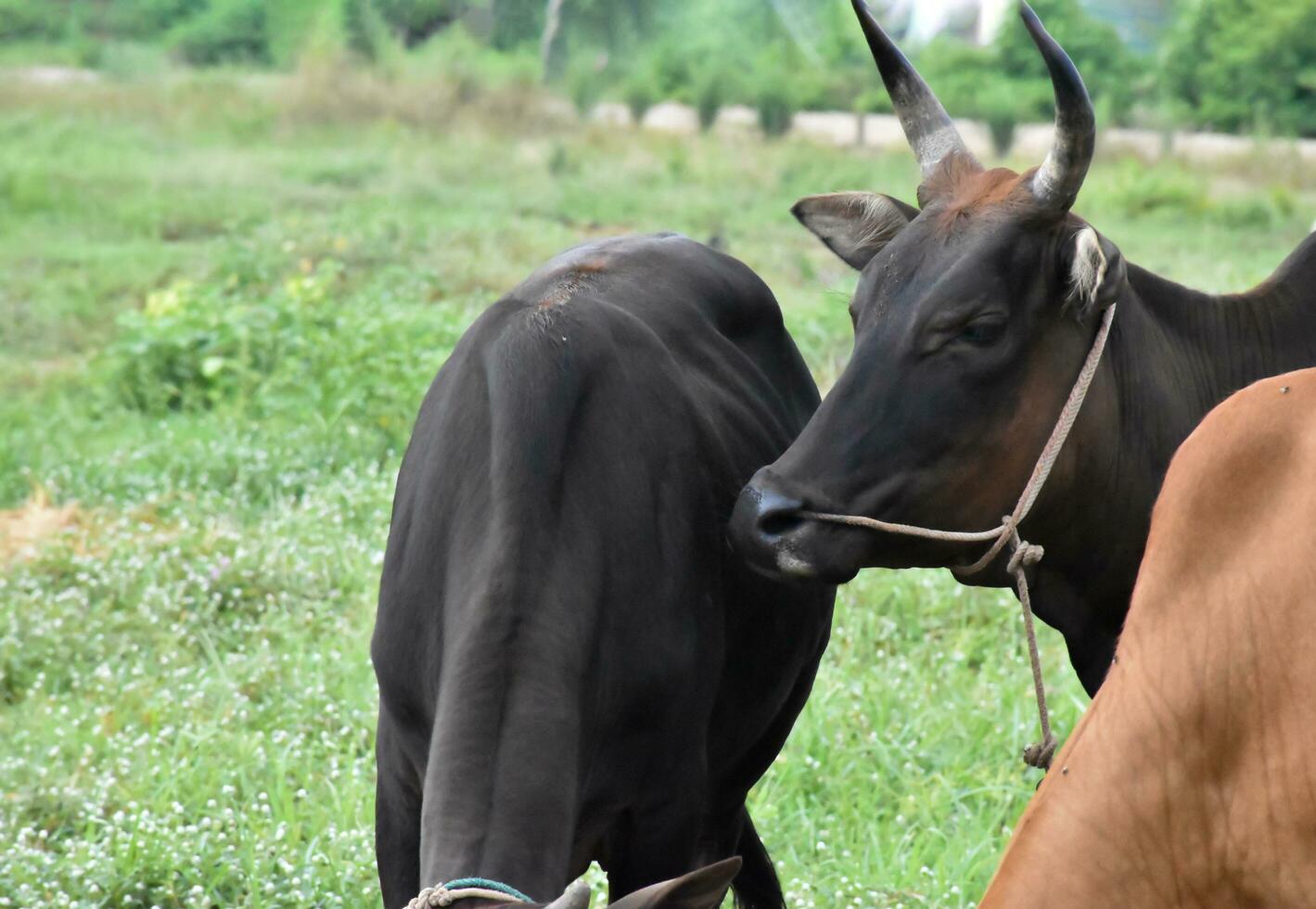 Domestic cows are eating corn plants and fresh grass pile which their owner put them on the ground. photo