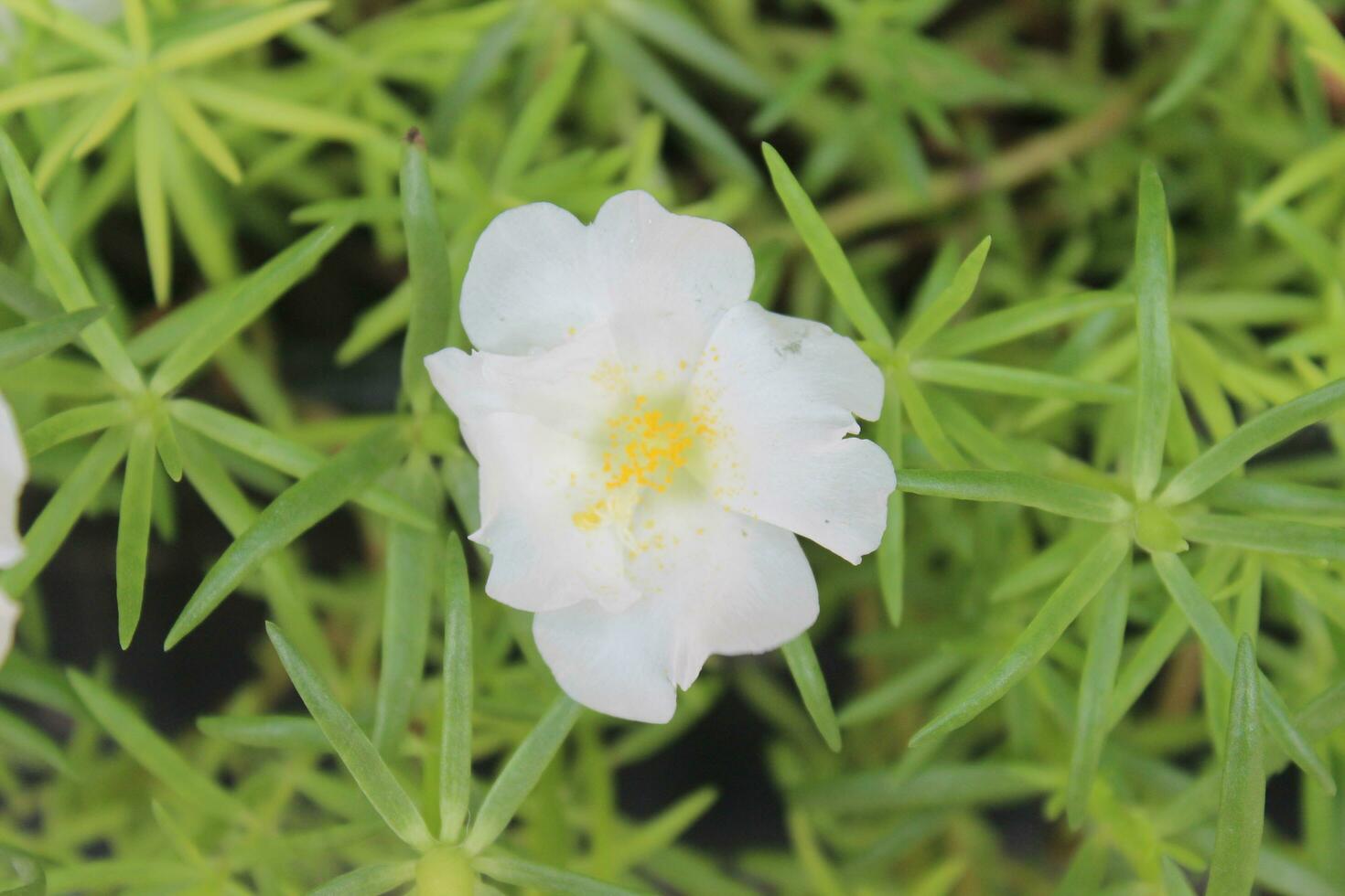 portulaca oleracea común verdolaga, además conocido como verdolaga, rojo raíz, o perseguidor es un anual suculento en el familia portulacaceae. foto