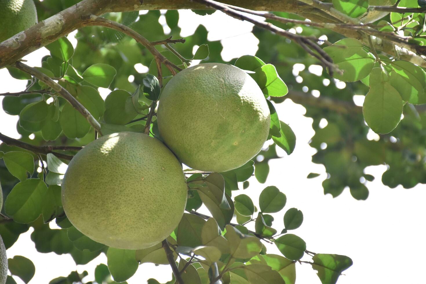 Pomelo is a perennial fruit that has a round shape that is about the size of a head. It has a sweet and sour taste. photo