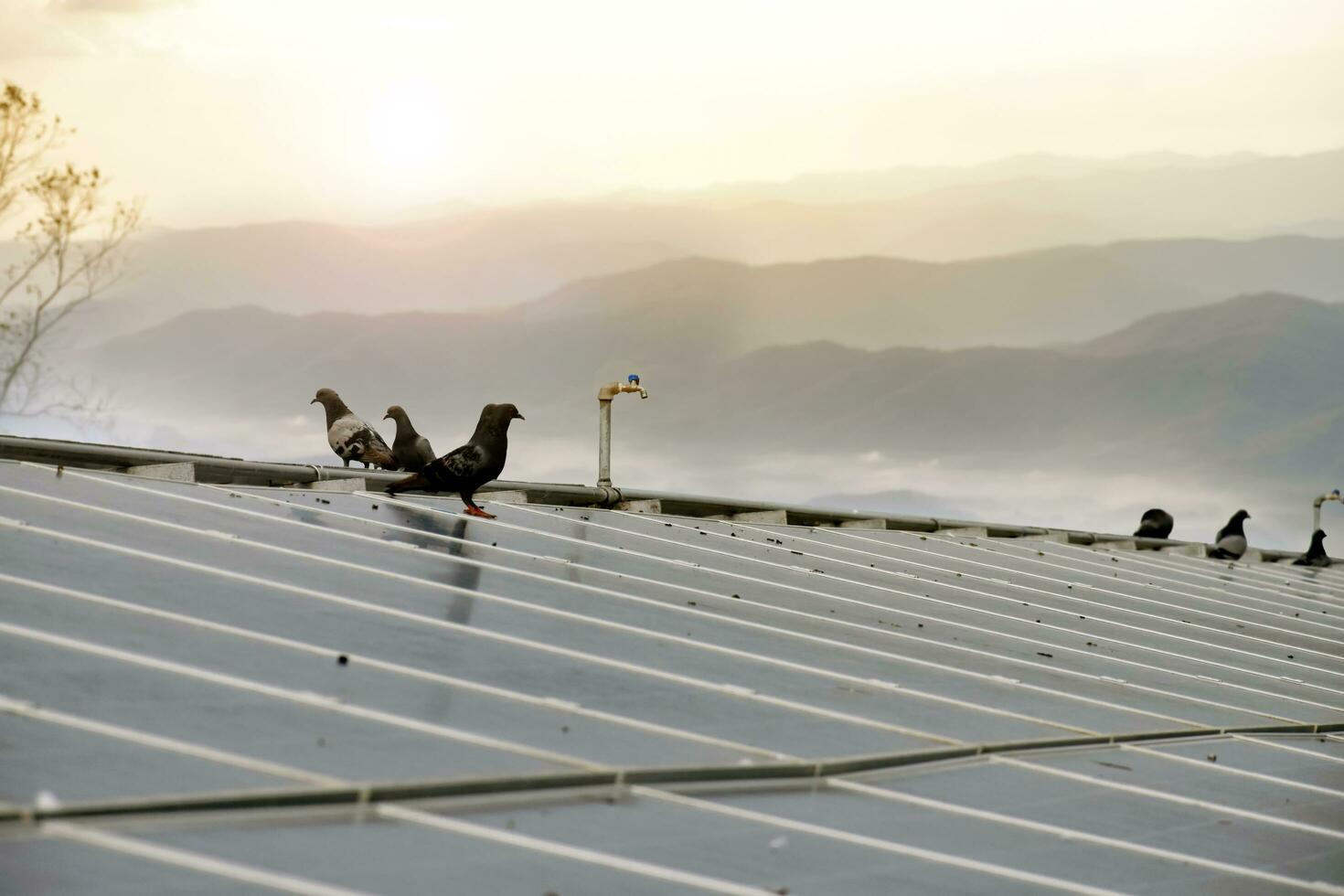 fotovoltaica o solar célula techo cuales tenido polvo, agua de lluvia mancha, aves goteante en el superficie, borroso puesta de sol fondo, solar mantenimiento sistema a incrementar mayor sistema actuación concepto. foto