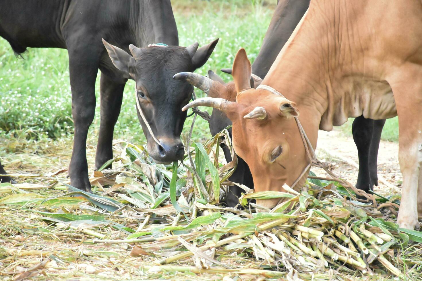 Domestic cows are eating corn plants and fresh grass pile which their owner put them on the ground. photo