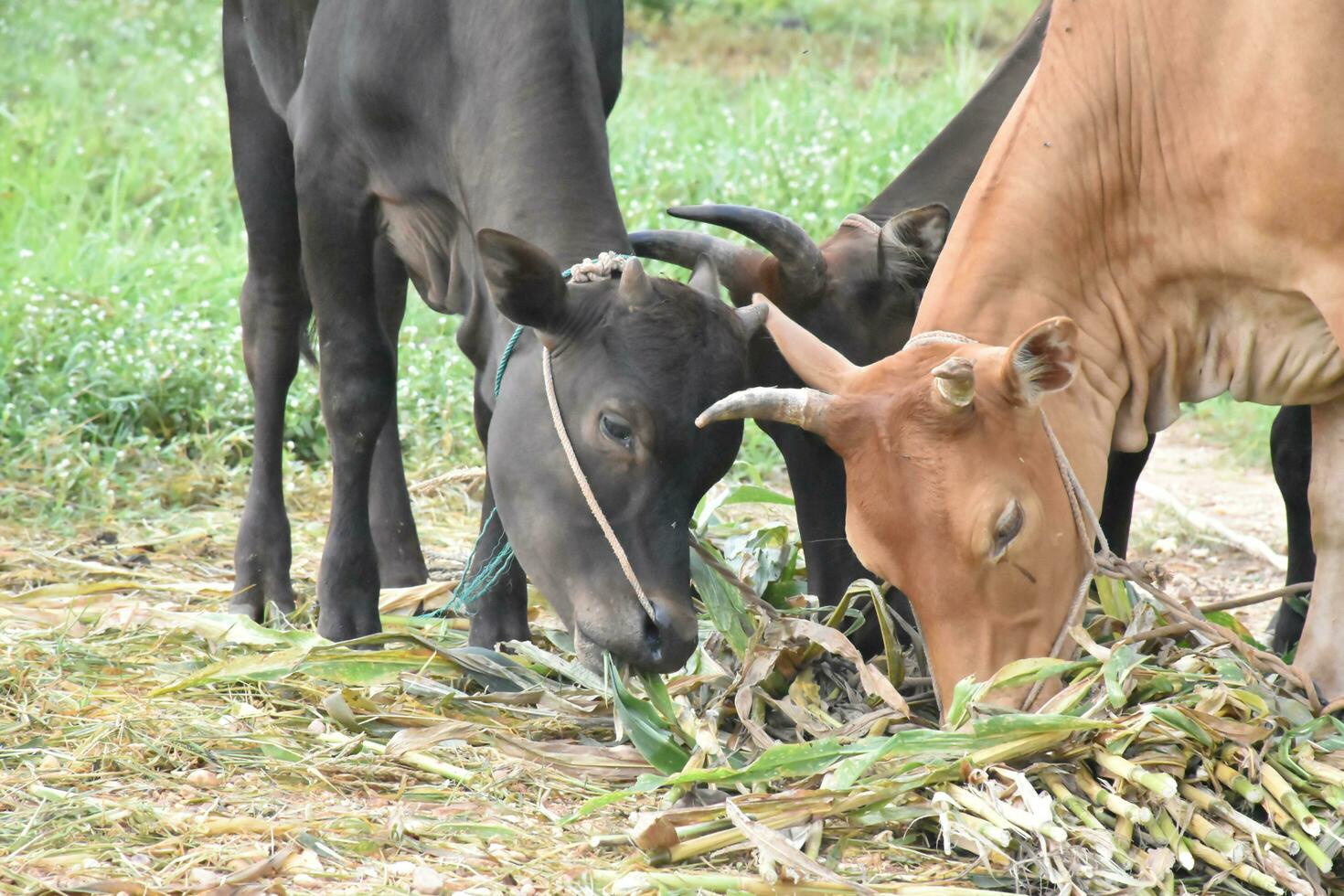 Domestic cows are eating corn plants and fresh grass pile which their owner put them on the ground. photo