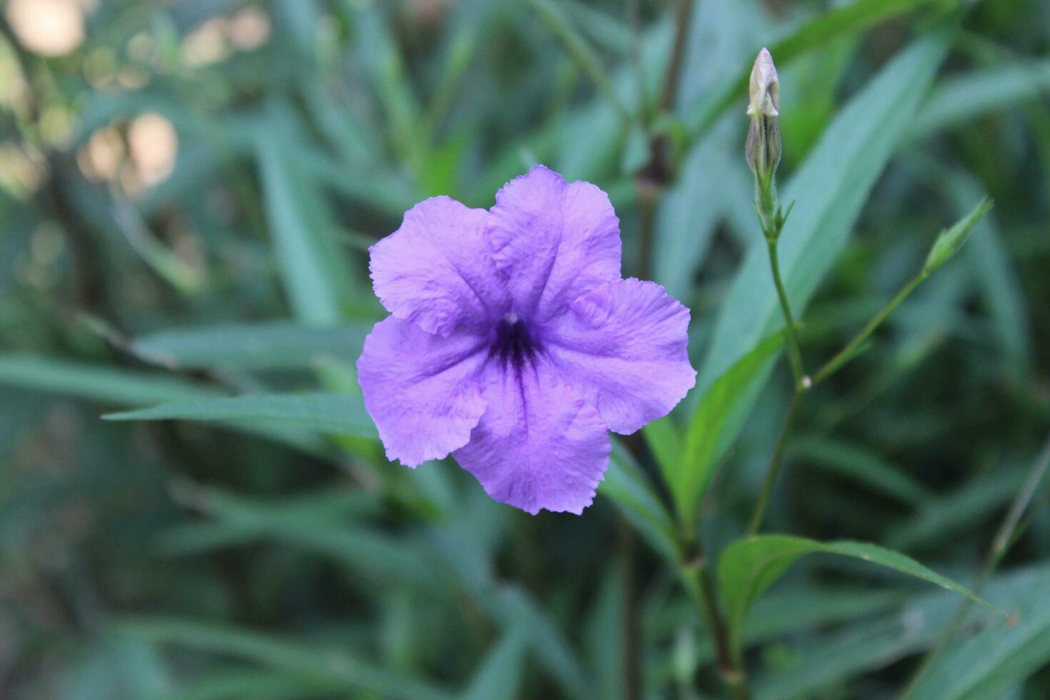 Isolated violet ruellia flower with clipping paths. photo