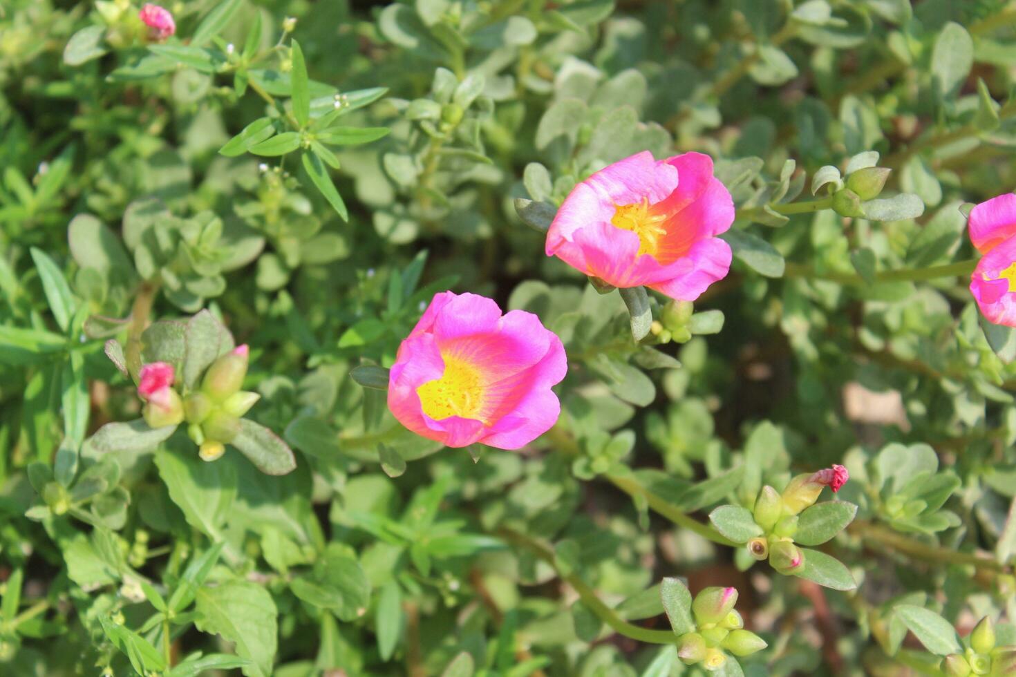 Portulaca oleracea common purslane, also known as verdolaga, red root, or pursley is an annual succulent in the family Portulacaceae. photo