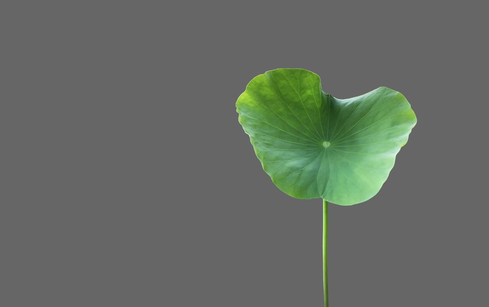 Isolated waterlily or lotus leaf with clipping paths. photo