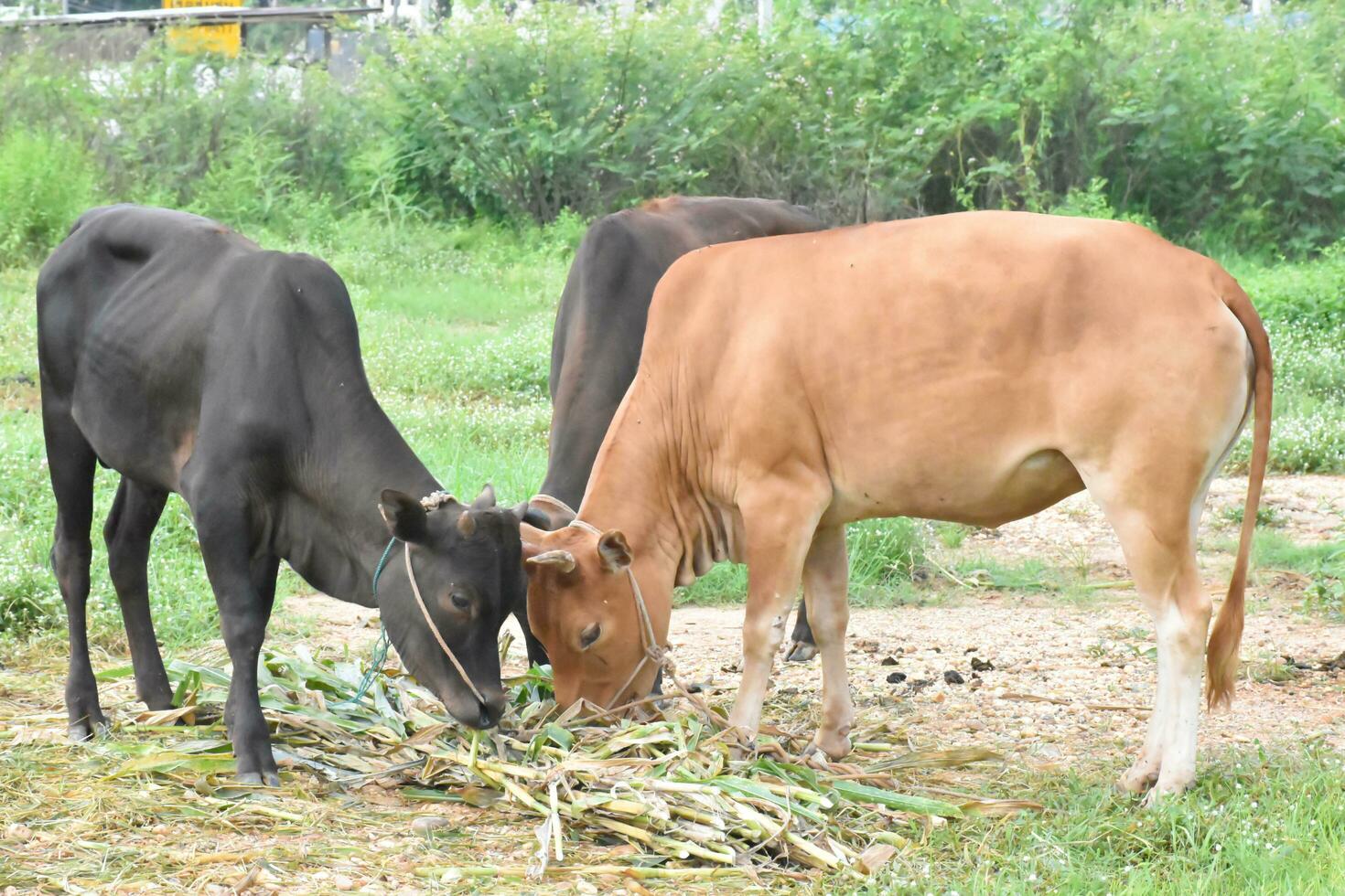 Domestic cows are eating corn plants and fresh grass pile which their owner put them on the ground. photo