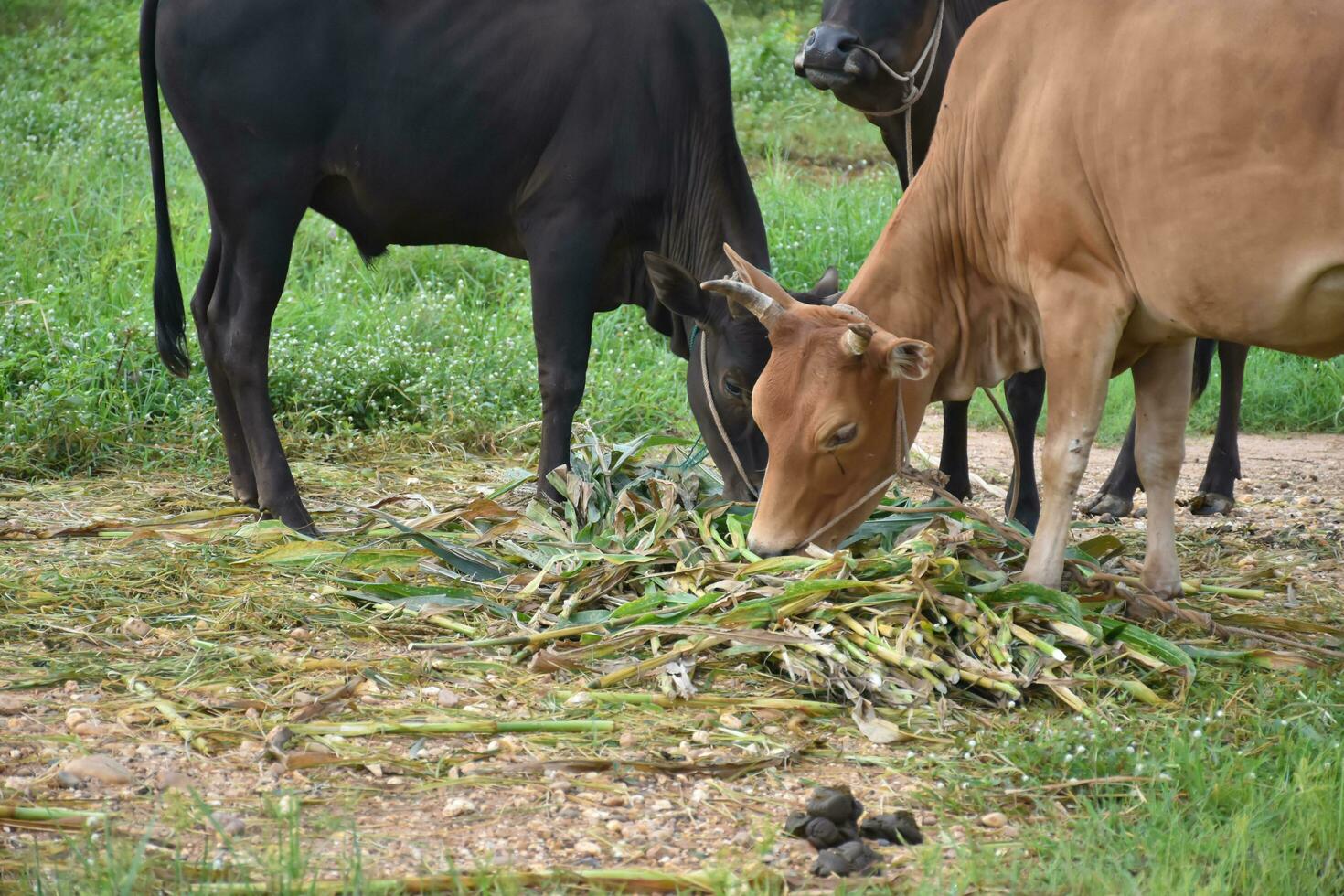 Domestic cows are eating corn plants and fresh grass pile which their owner put them on the ground. photo