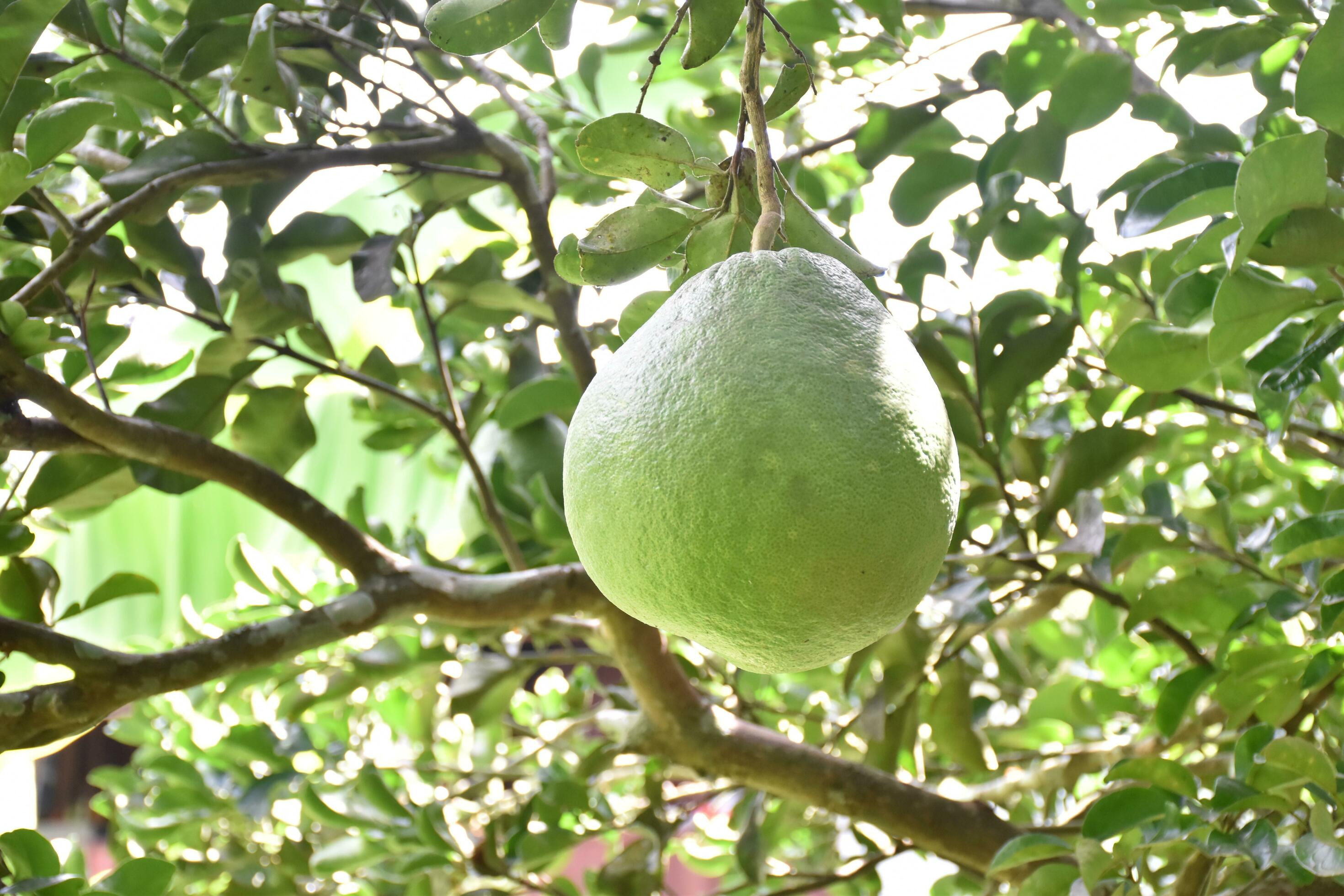 Pomelo is a perennial fruit that has a round shape that is about the
