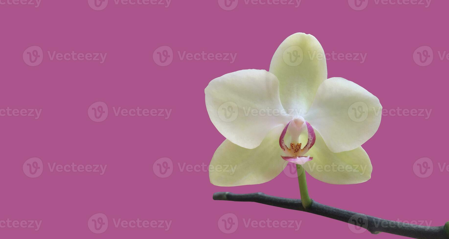 Young light green vanda blooming orchid isolated with clipping paths. photo