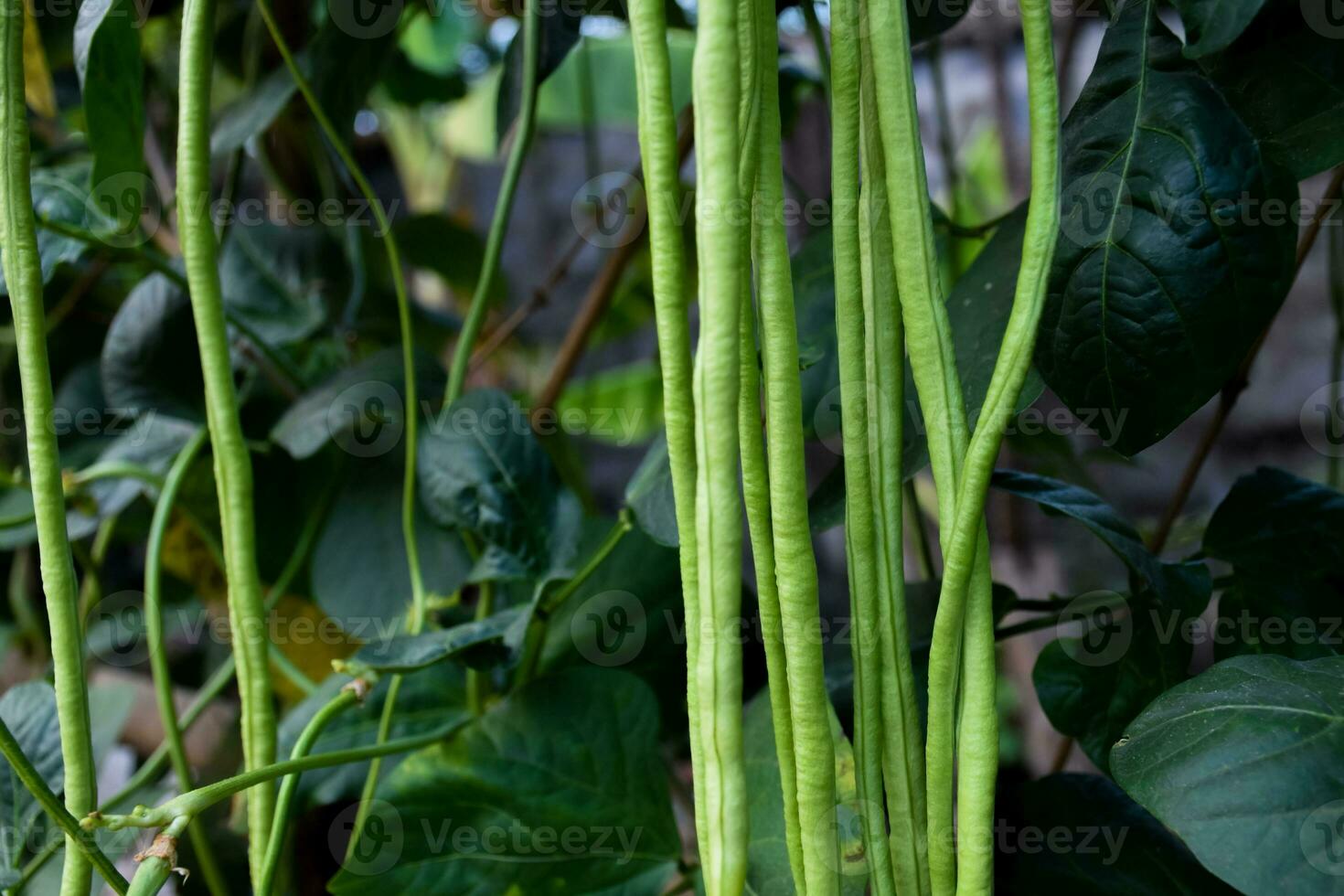 Yard long beans which Thailand local villagers planted near their house to eat at home. photo