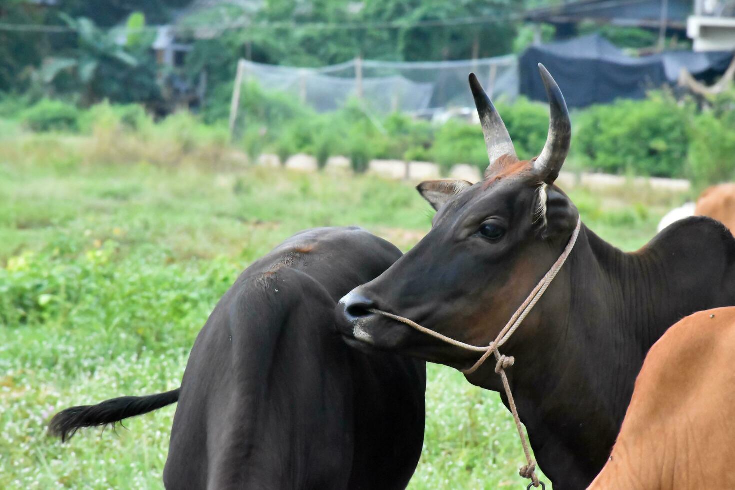 Doméstico vacas son comiendo maíz plantas y Fresco césped pila cuales su propietario poner ellos en el suelo. foto