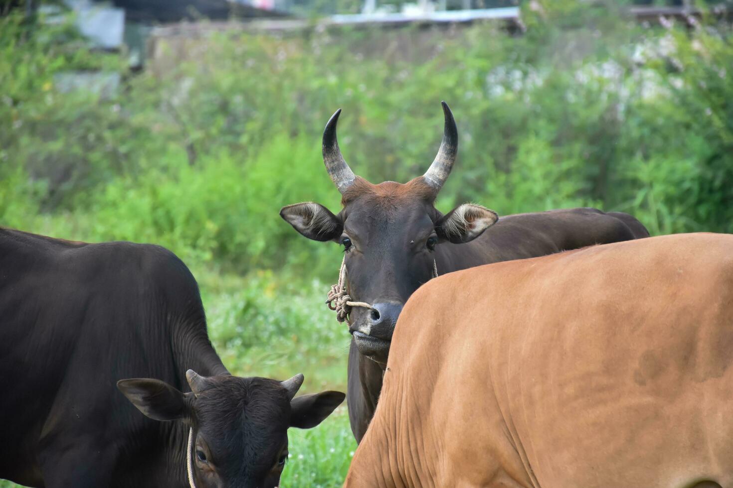 Domestic cows are eating corn plants and fresh grass pile which their owner put them on the ground. photo