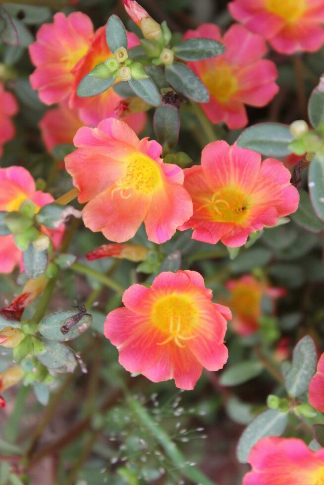 Portulaca oleracea common purslane, also known as verdolaga, red root, or pursley is an annual succulent in the family Portulacaceae. photo