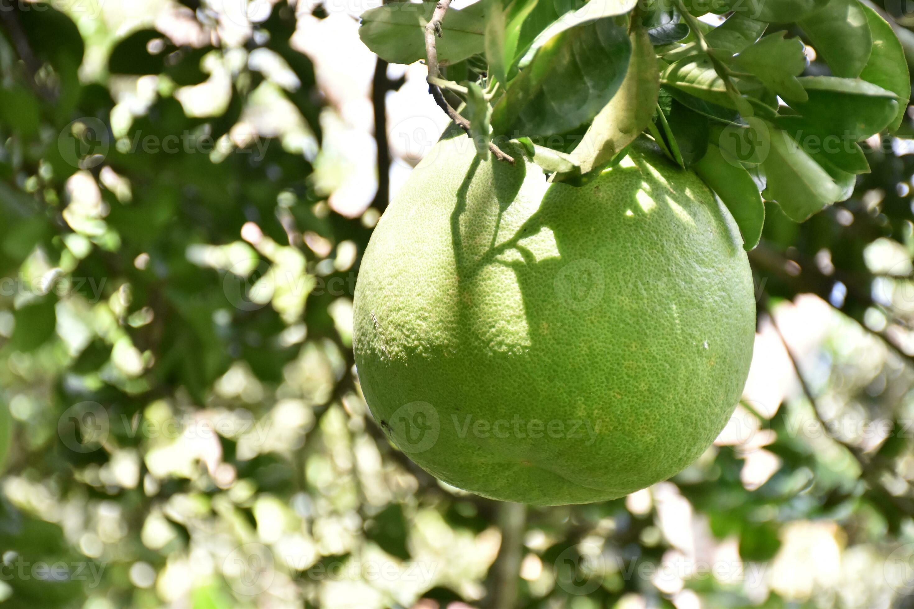 pomelo es un perenne Fruta ese tiene un redondo forma ese es acerca de el Talla de un cabeza