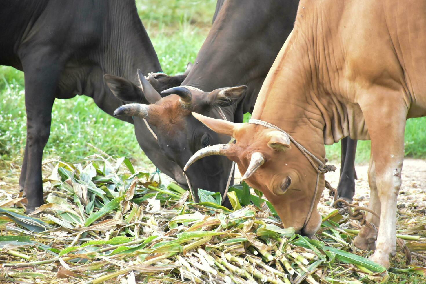 Domestic cows are eating corn plants and fresh grass pile which their owner put them on the ground. photo