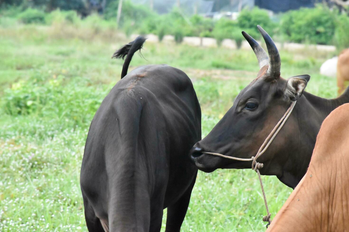Domestic cows are eating corn plants and fresh grass pile which their owner put them on the ground. photo