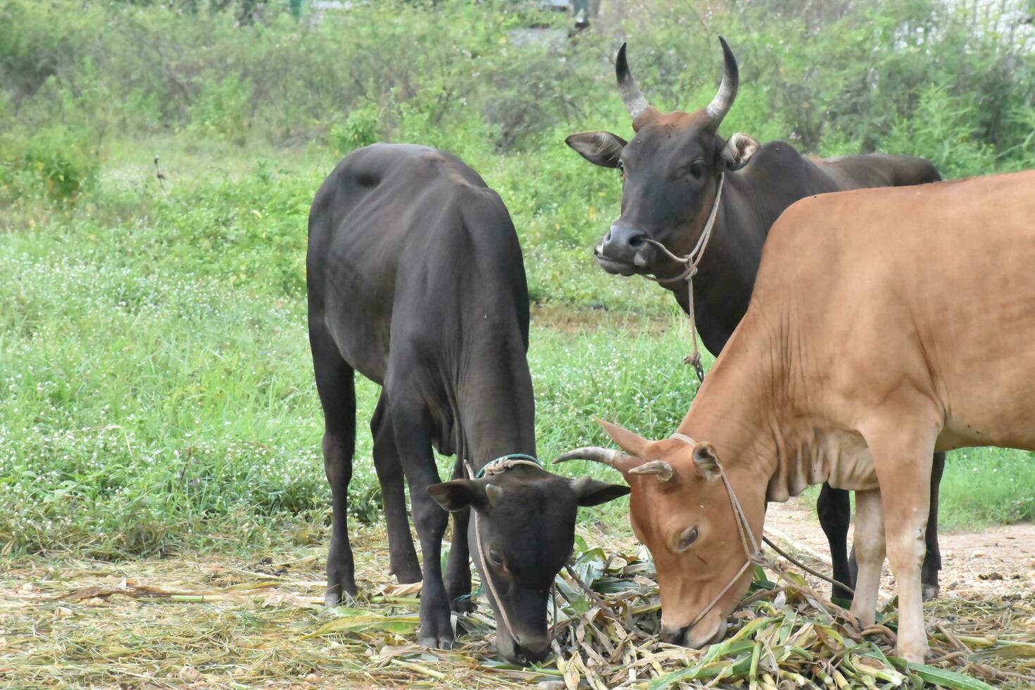 Domestic cows are eating corn plants and fresh grass pile which their owner put them on the ground. photo