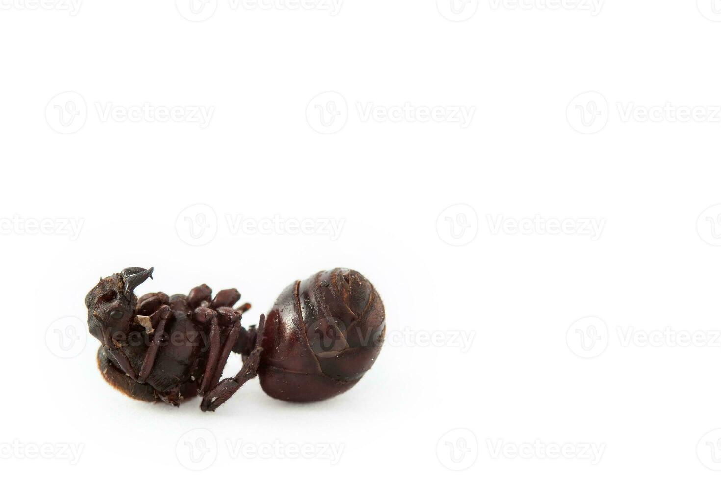 Edible ant traditional from Santander region of Colombia called Hormiga Culona which literally translated in english is big-assed ant photo