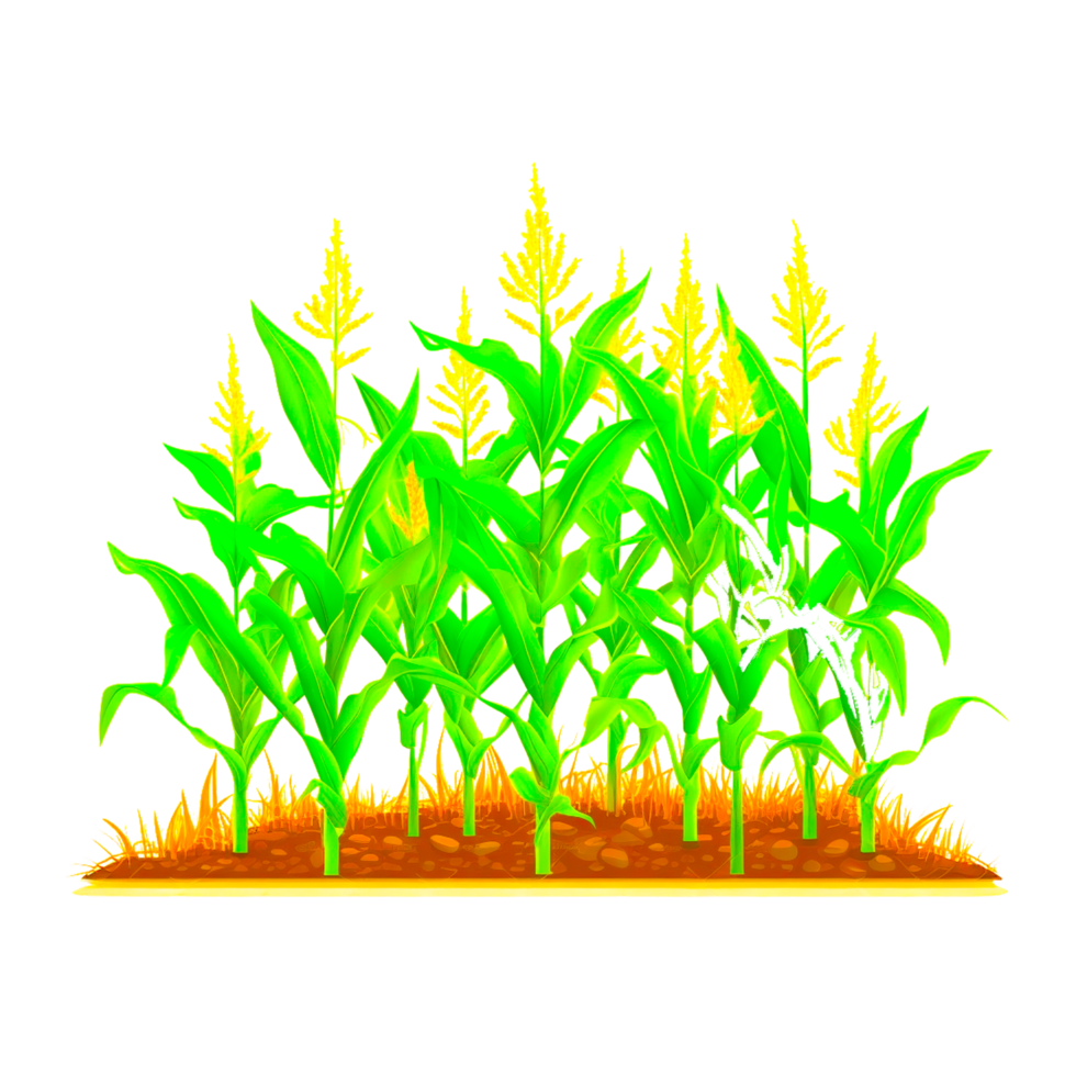 corn field illustration png