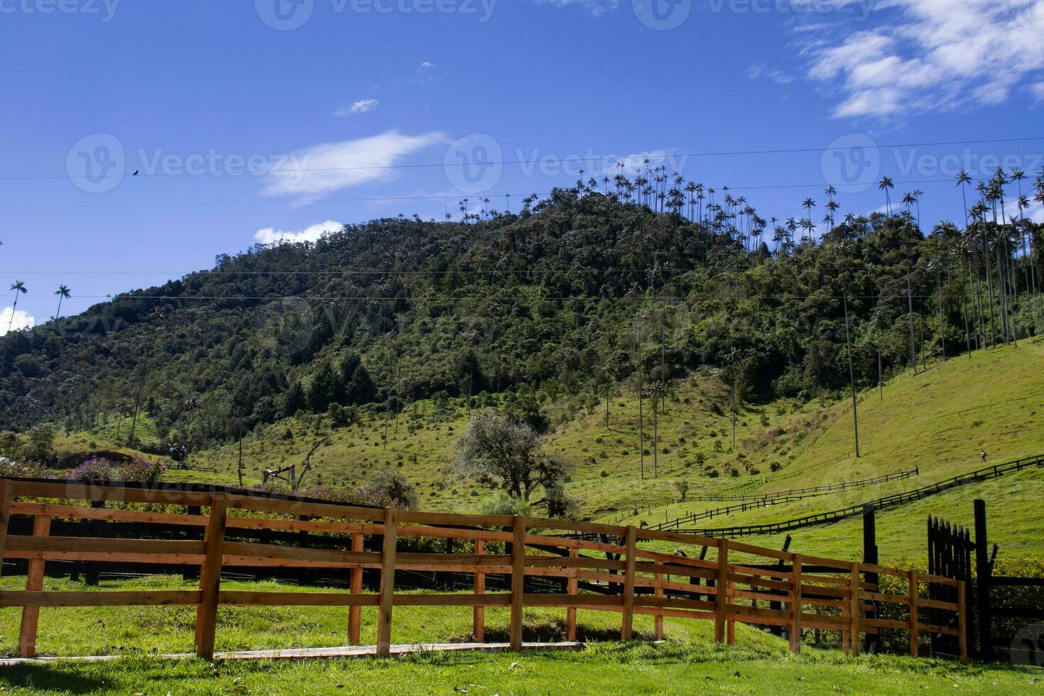 ver de el hermosa nube bosque y el quindio cera palmas a el cocora Valle situado en salento en el quindio región en Colombia. foto