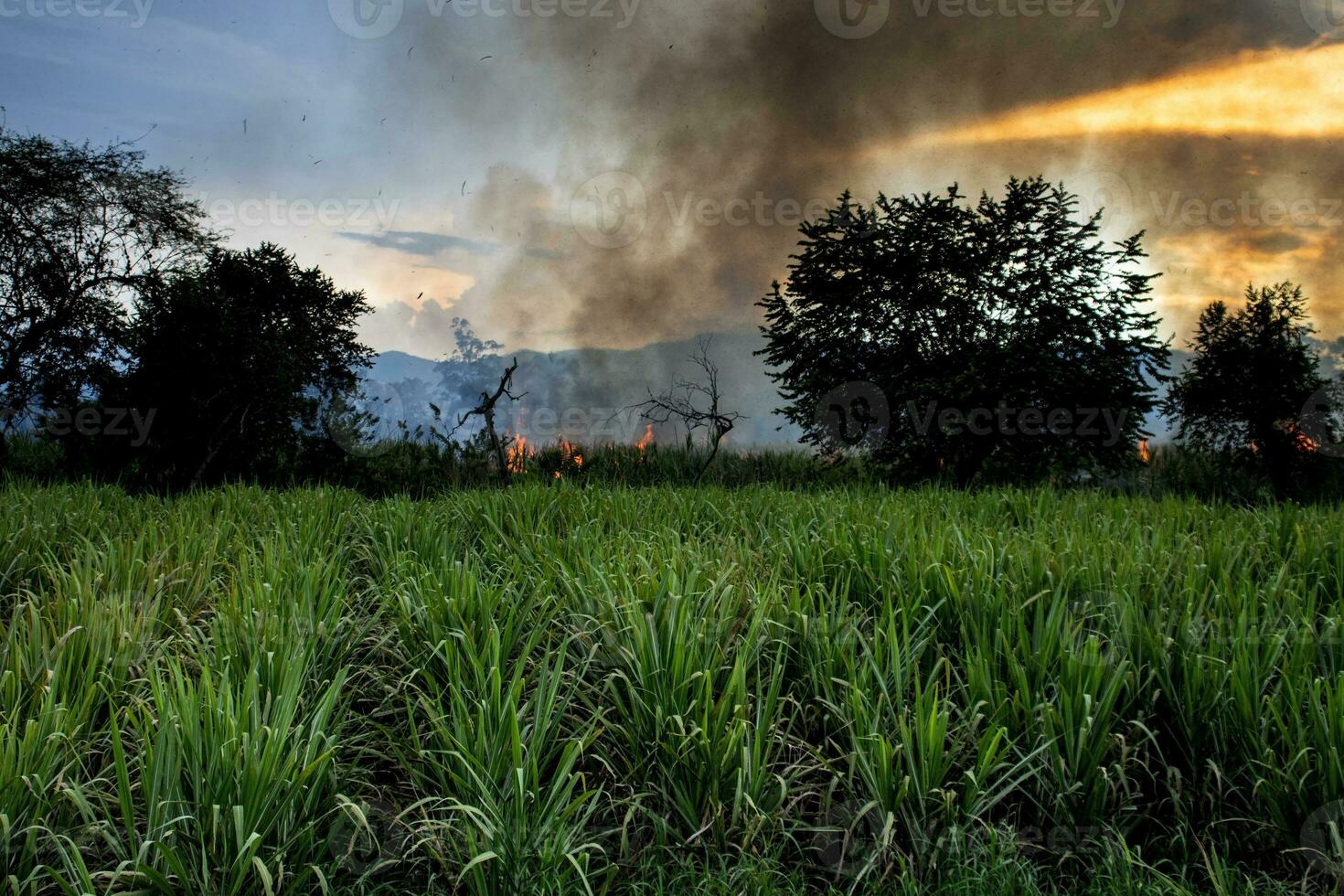 azúcar caña fuego ardiente en campo a valle del Cauca en Colombia foto