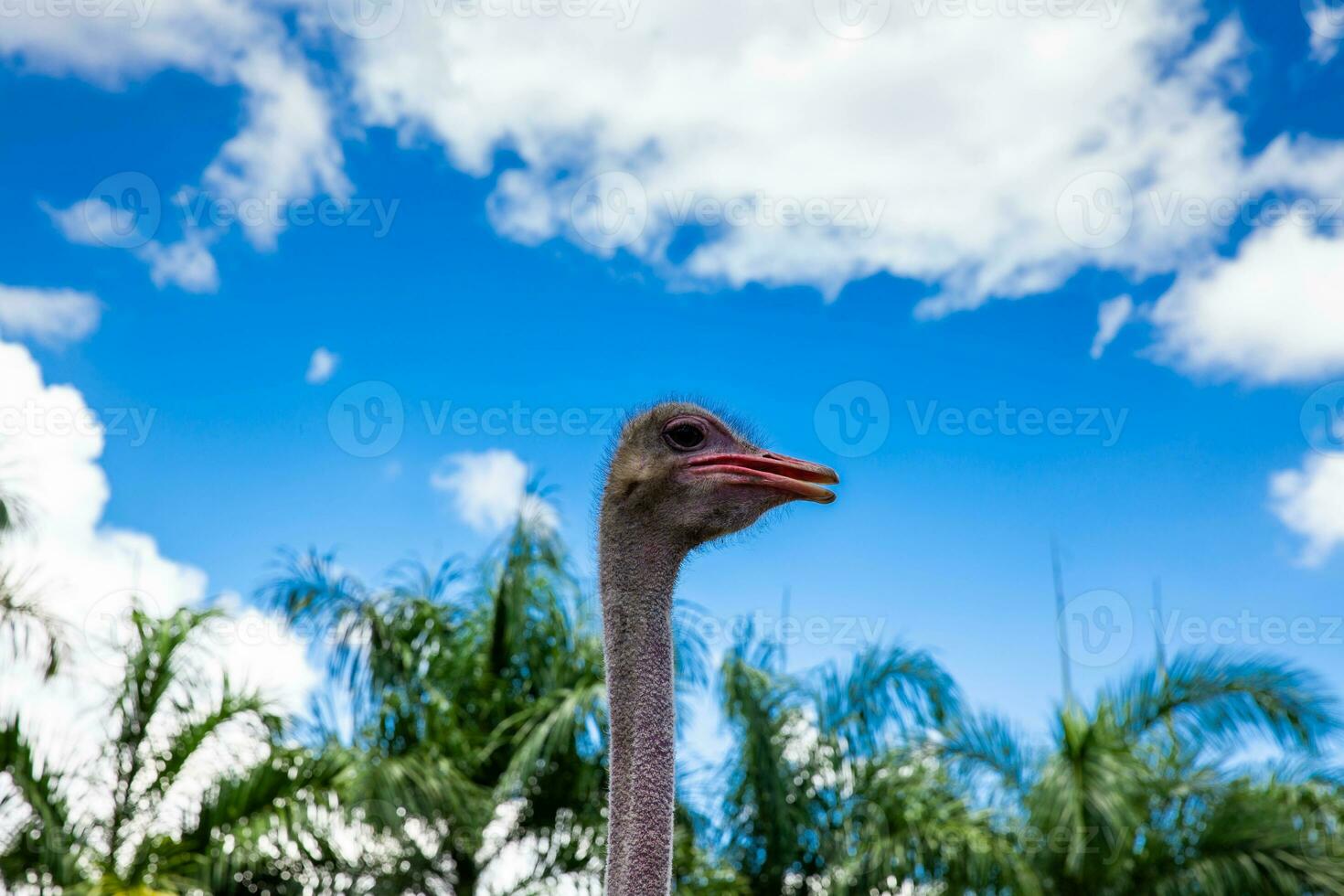 Beautiful ostrich under a blue sky during a sunny day photo