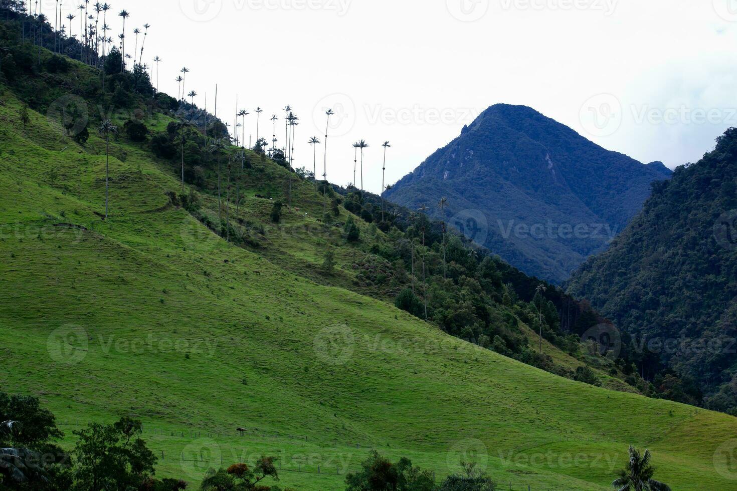 ver de el hermosa nube bosque y el quindio cera palmas a el cocora Valle situado en salento en el quindio región en Colombia. foto