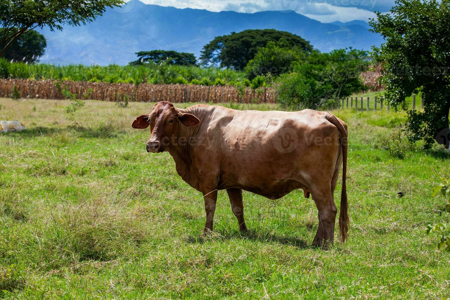 Brown cow at the beautiful landscapes of the region of  Valle del Cauca in Colombia photo