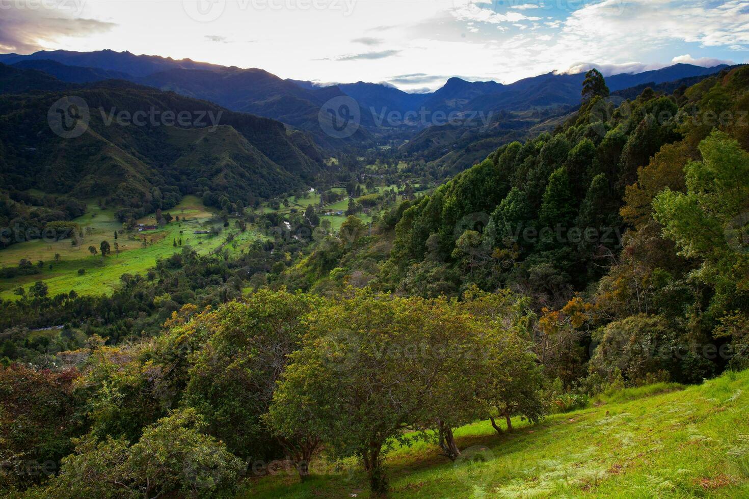 View of the beautiful cloud forest and the Quindio Wax Palms at the Cocora Valley located in Salento in the Quindio region in Colombia. photo