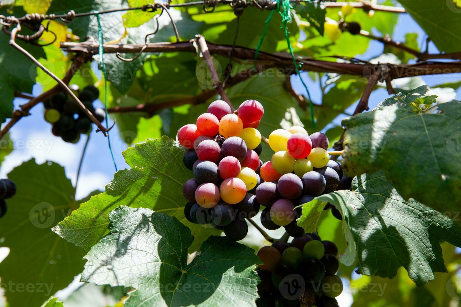 Bunches of Vitis Labrusca grapes in the process of ripening in a grape cultivation at La Union in the Valle del Cauca region of Colombia photo