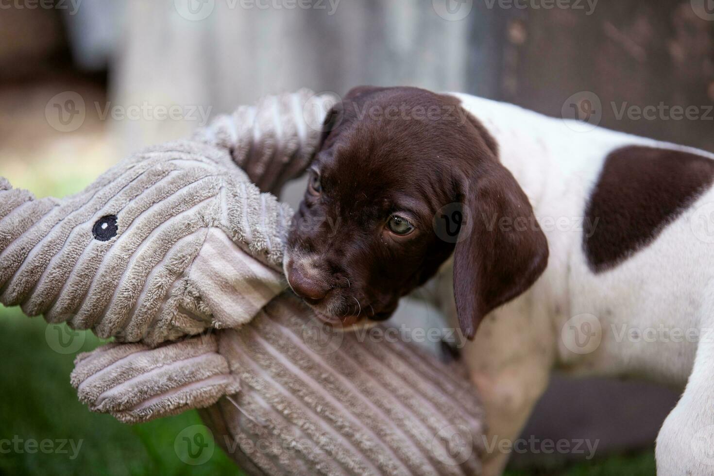 Little puppy of the French Pointing Dog breed playing with his big elephant toy photo