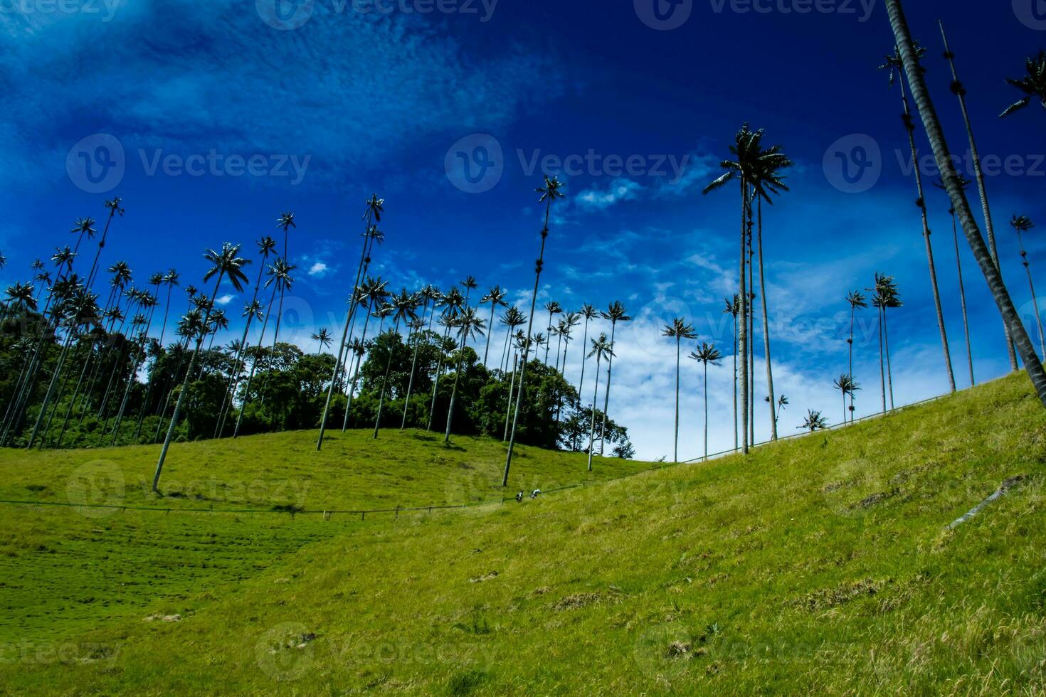 View of the beautiful cloud forest and the Quindio Wax Palms at the Cocora Valley located in Salento in the Quindio region in Colombia. photo