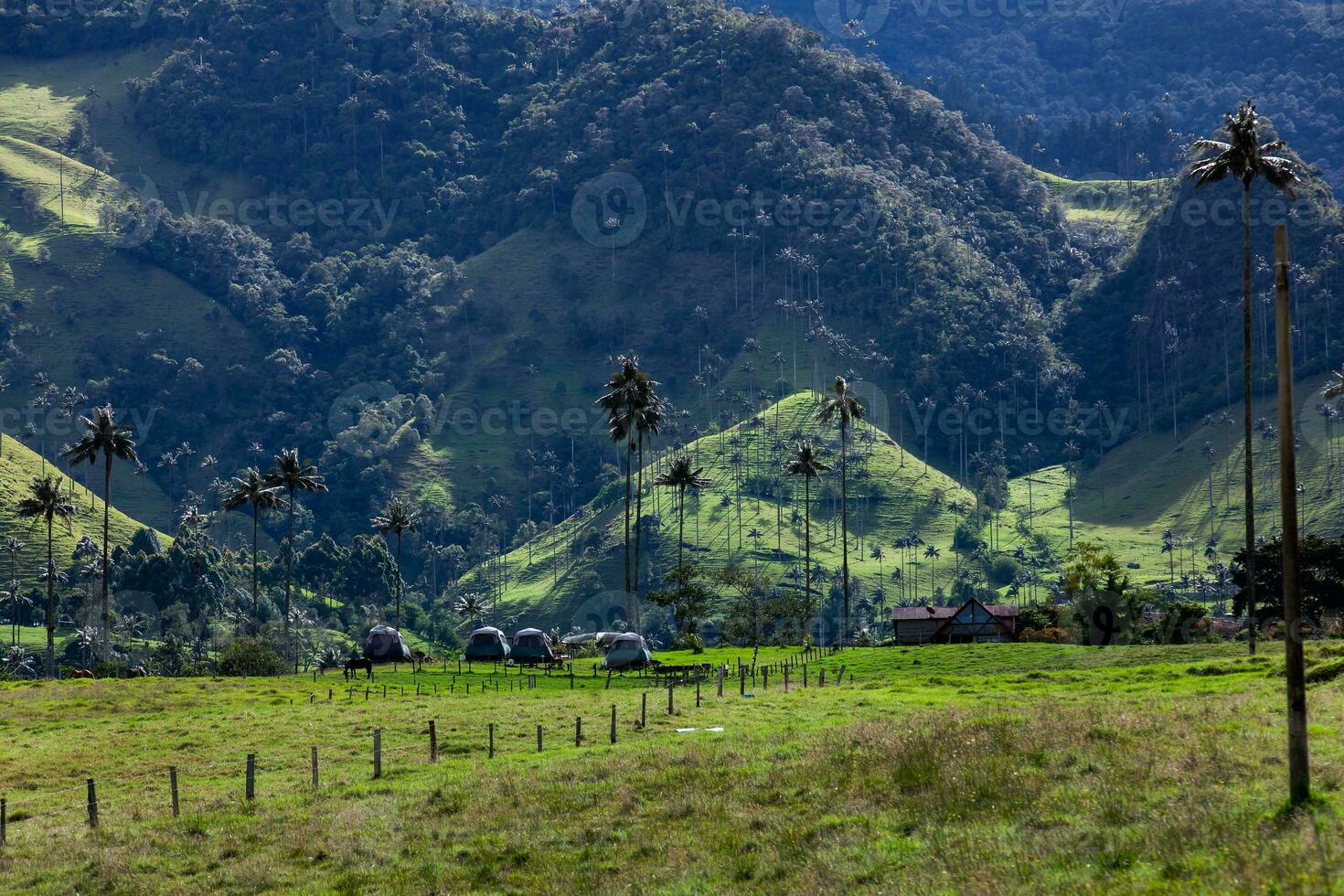 Camping tents, wax palms and  the beautiful mountains at Cocora Valley located on the Quindio region in Colombia photo