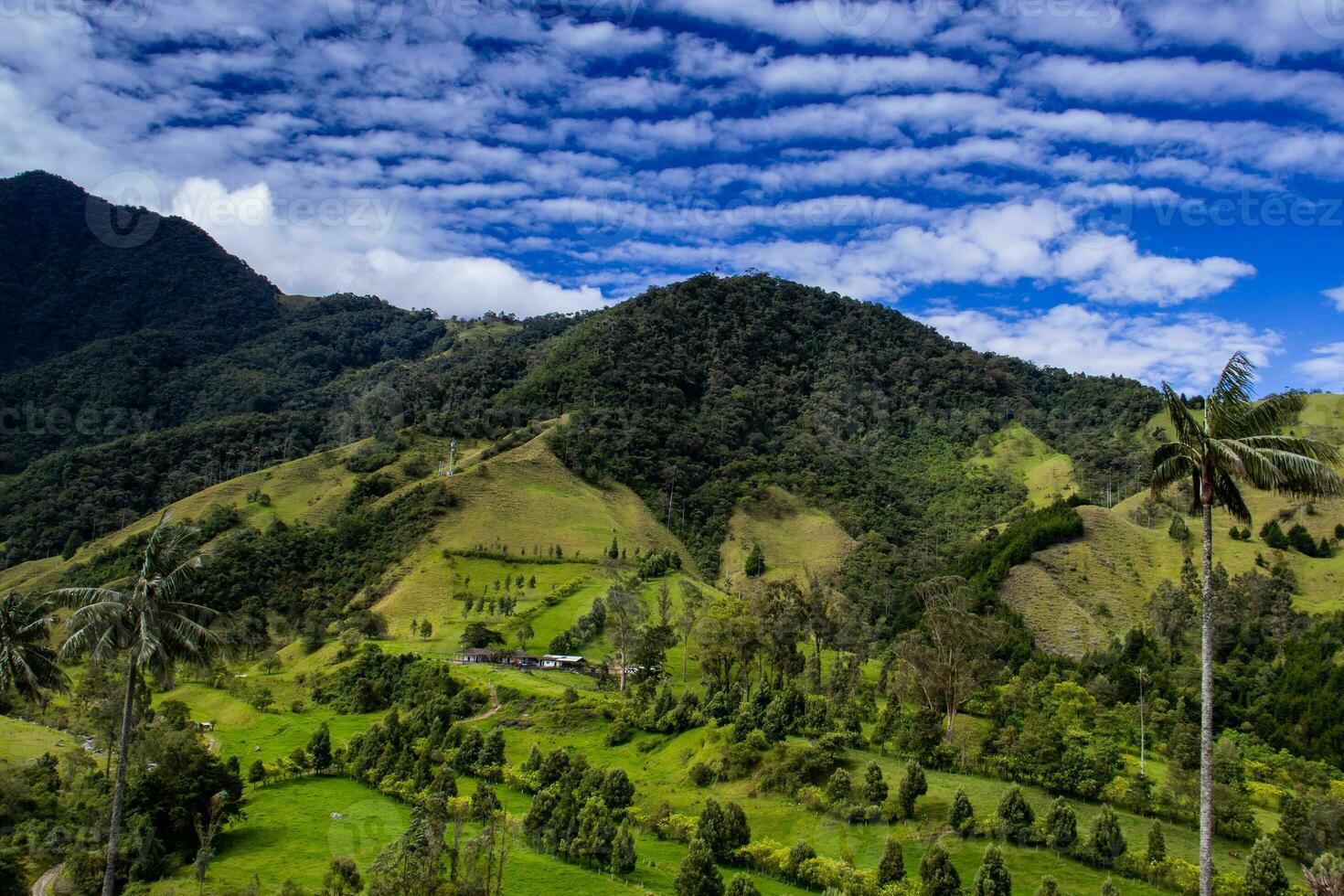 ver de el hermosa nube bosque y el quindio cera palmas a el cocora Valle situado en salento en el quindio región en Colombia. foto