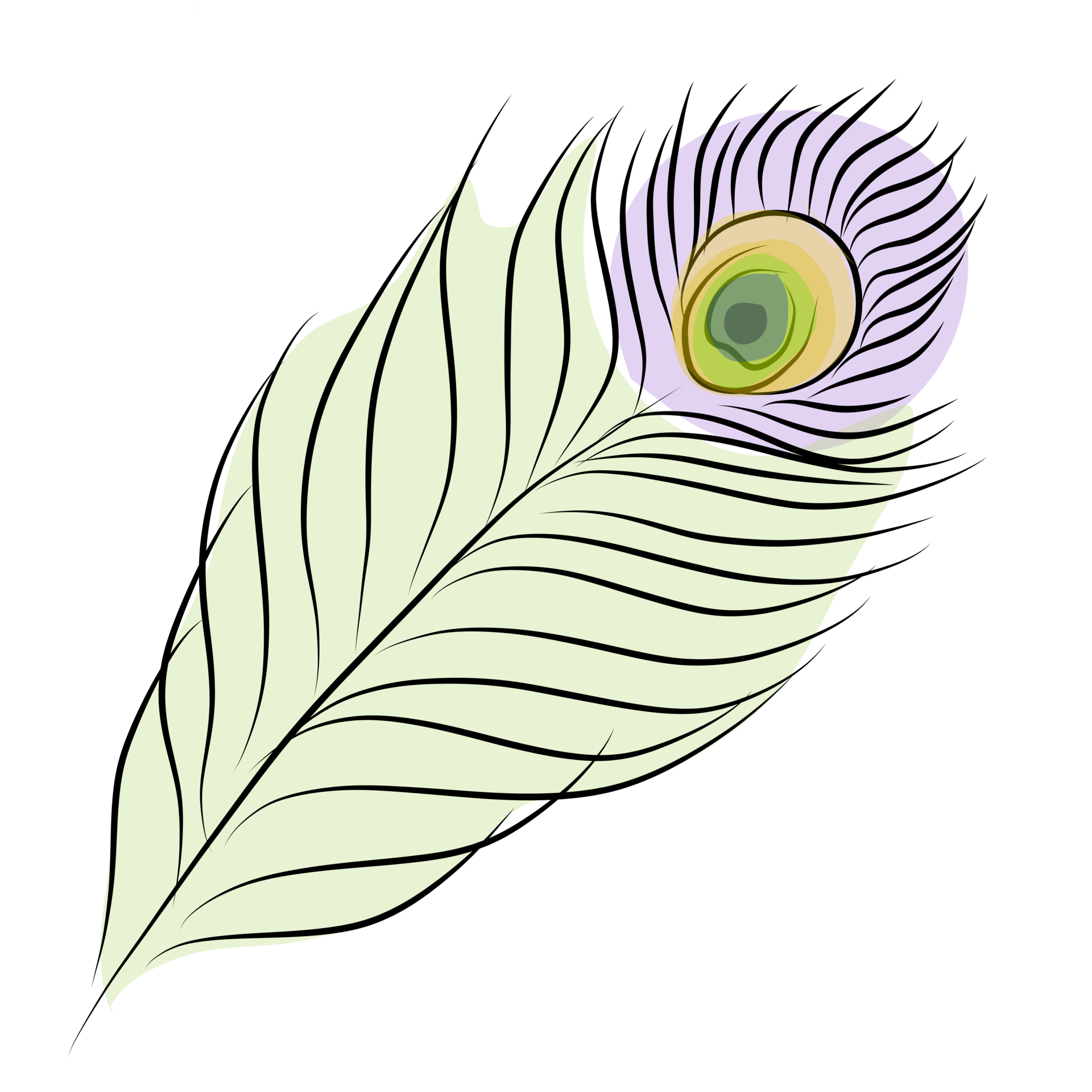 single-peacock-feathers-drawing-png