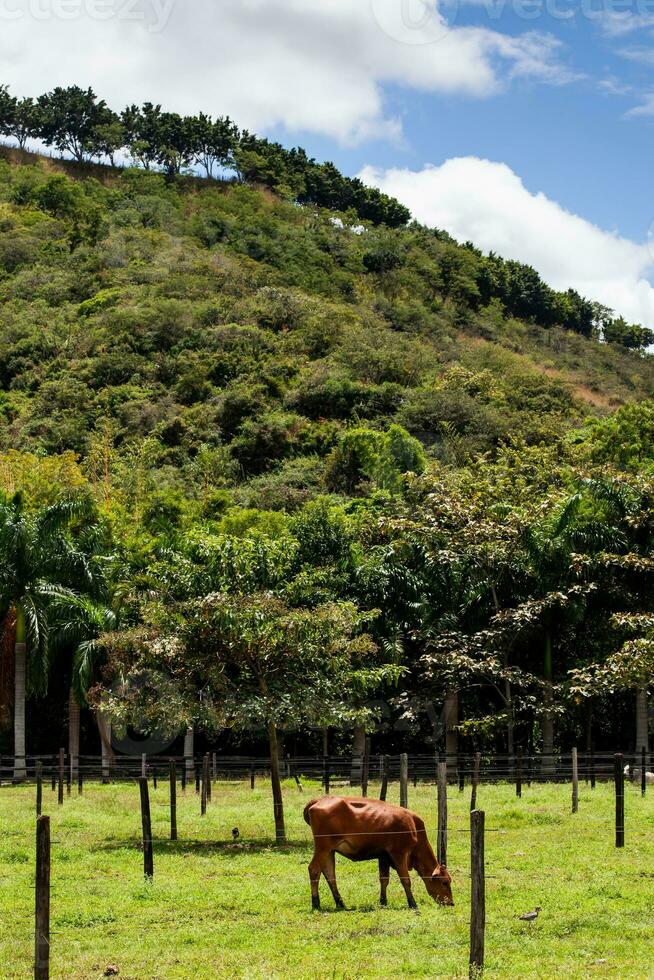 Cattle and the beautiful mountains at the region of Valle del Cauca in Colombia photo