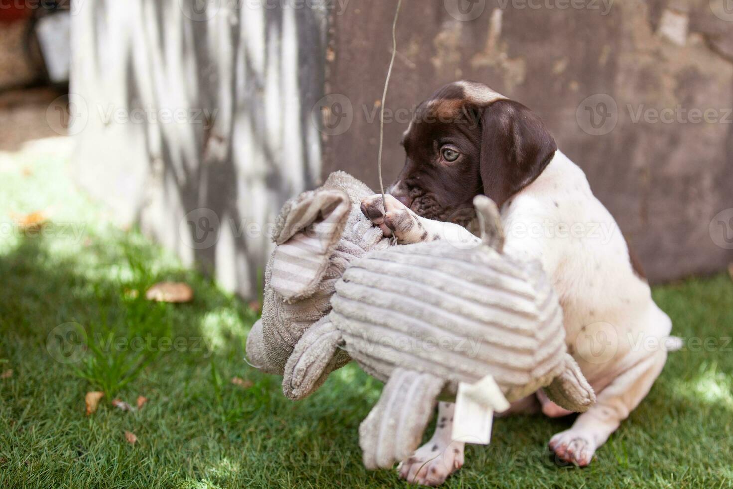 pequeño perrito de el francés señalando perro raza jugando con su grande elefante juguete foto