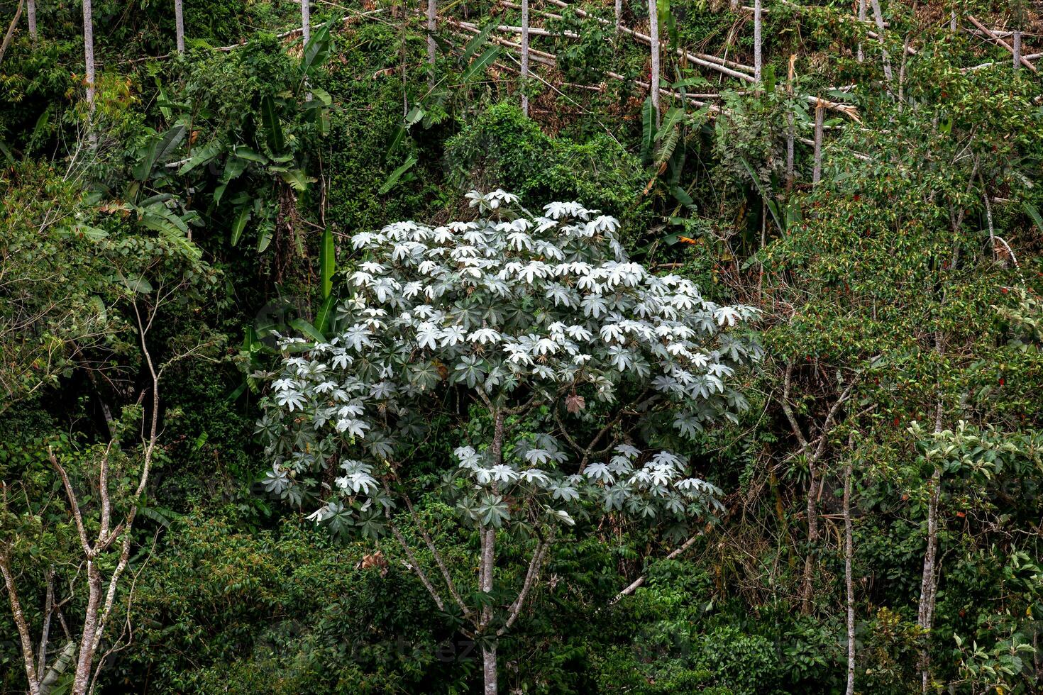 Cecropia peltata a representative tree of the cloudy forest in central and south america photo