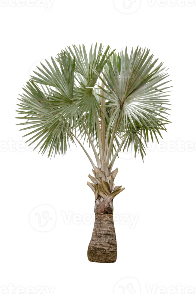 Copernicia hospita palm isolated png