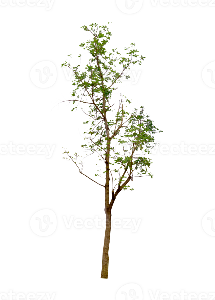 Green Tree Isolated png