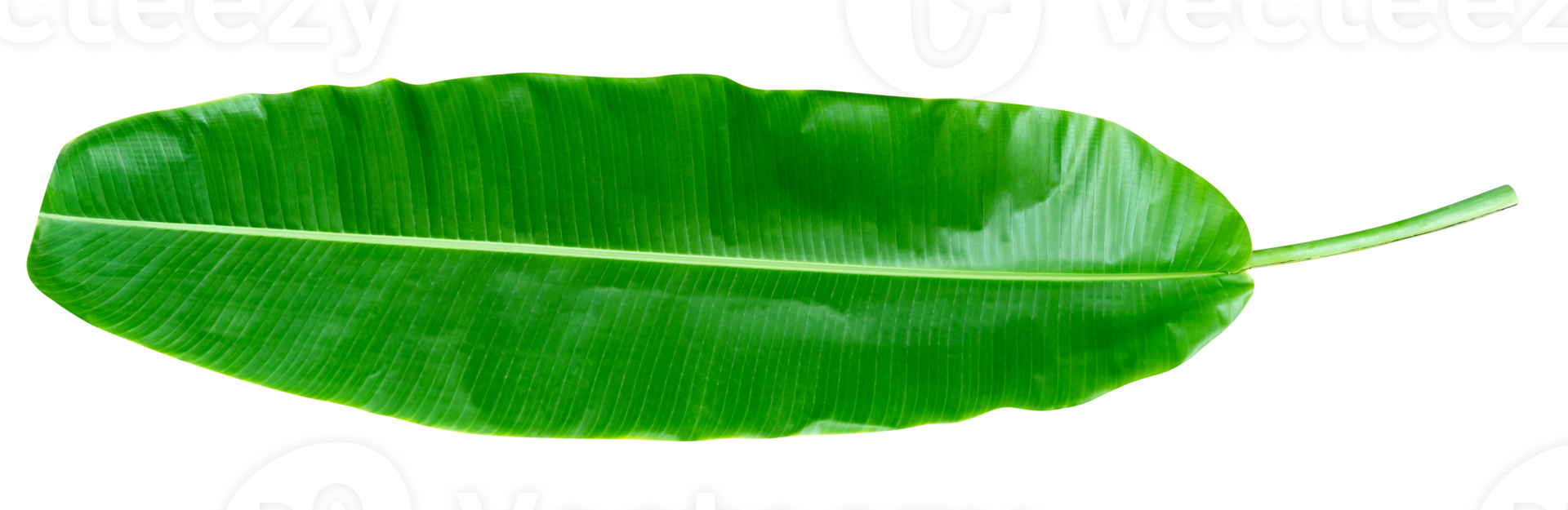Green leaves pattern,leaf banana isolated png