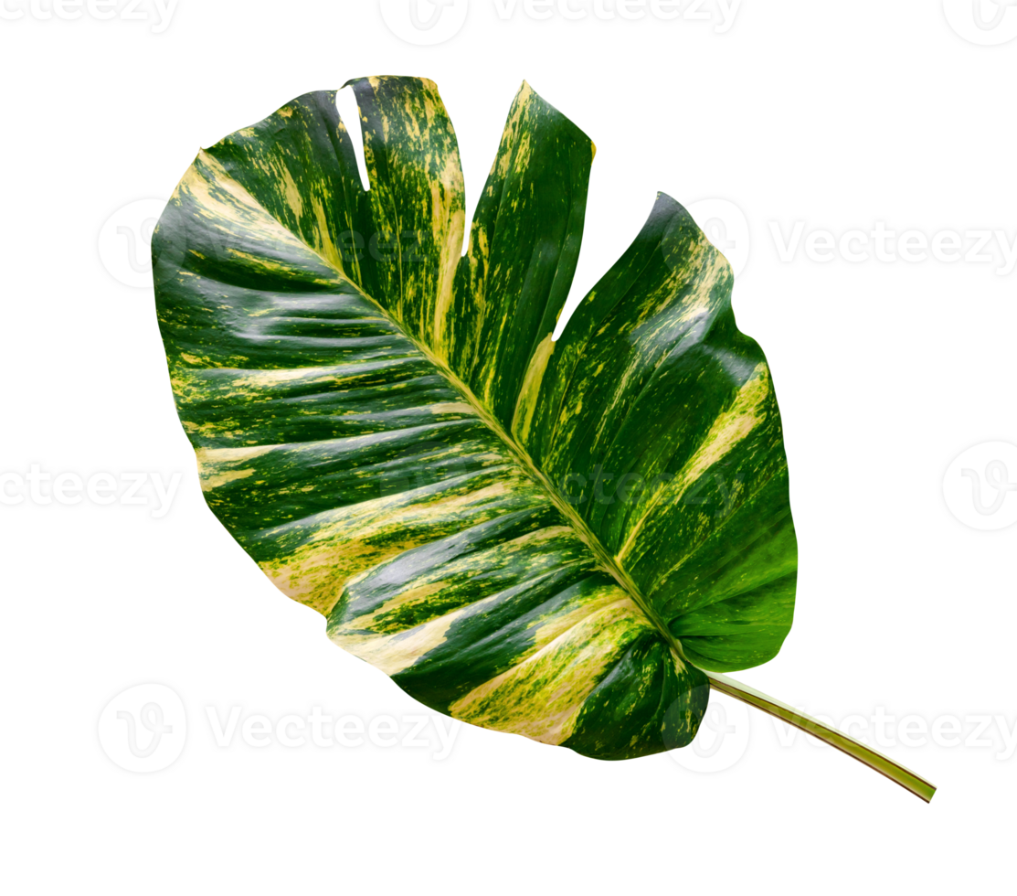 green leaves pattern of Epipremnum aureum foliage isolated, leaf exotic tropical, Devil's ivy, Golden pothos png