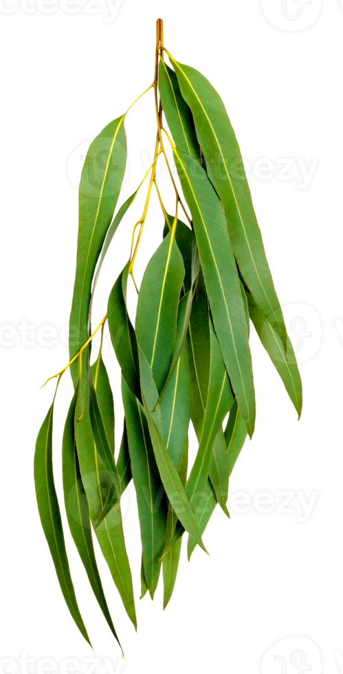 Green leaves pattern,leaf Eucalyptus tree isolated png