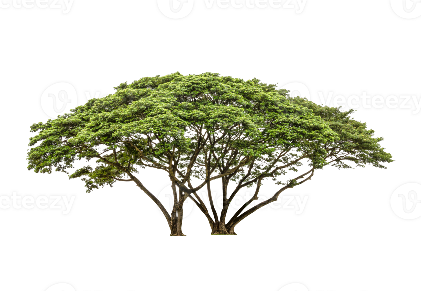 Green Tree isolated png