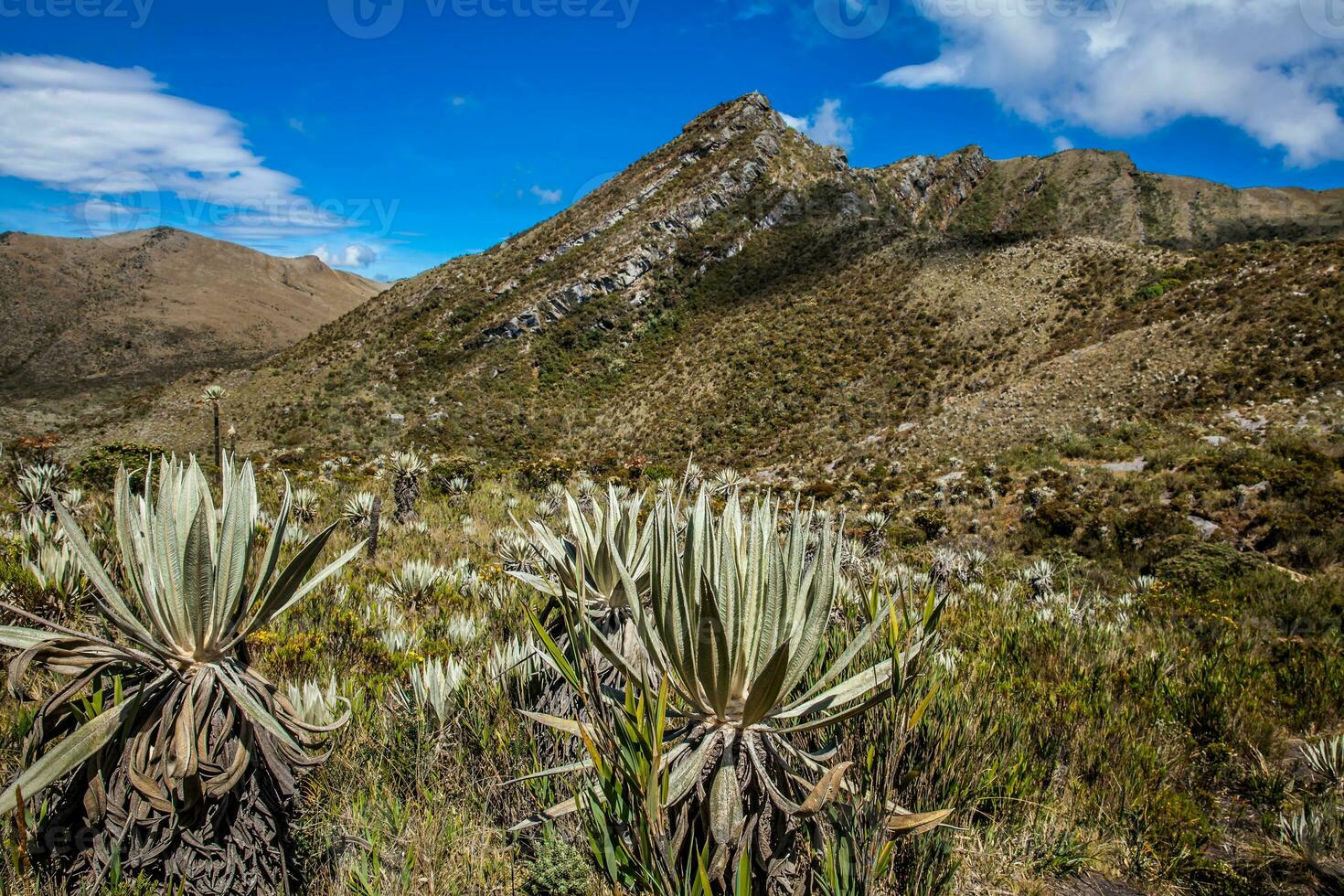 Beautiful landscape of Colombian Andean mountains showing paramo type vegetation in the department of Cundinamarca photo